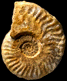 Canavarella sp. (?m)