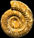 Stephanoceras (Stephanoceras) scalare (M)