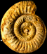 Stephanoceras (Stephanoceras) umbilicum