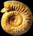 Stephanoceras (Stephanoceras) kreter (M)