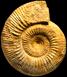 Stephanoceras (Stephanoceras) subzogenreuthense (M)