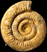 Stephanoceras (Stephanoceras) sp. (M)