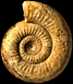 Stephanoceras (Stephanoceras) gr. umbilicum (M)