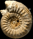 Stephanoceras (Stephanoceras) subcoronatum