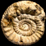 Teloceras acuticostatum (M)