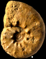 Pseudaspidoceras conciliatum  var. ampakabensis