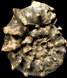 Euaspidoceras hirsutum (M)