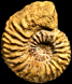 Cardioceras vertebrale (m)