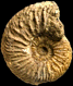 Cardioceras wyomingense