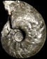 Quenstedtoceras praelamberti  var. praelamberti