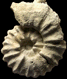 Collignoniceras badilleti