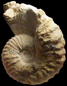 Romaniceras (Romaniceras) marigniacum