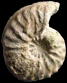 Schloenbachia coupei forma coupei