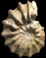 Cunningtoniceras cunningtoni