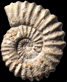 Epipeltoceras bimammatum morphe alpha (m)