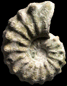 Cunningtoniceras inerme