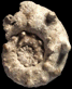 Euaspidoceras krumbecki (M)