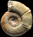 Barthelticeras enayi (m)