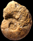 Pseudaspidoceras barberi