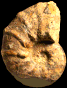 Pseudaspidoceras madagascariensis