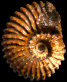 Douvilleiceras mammillatum