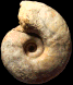 Vascoceras glabrum