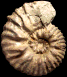 Hoplites (Hoplites) benettianus