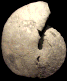 Coilopoceras aff. newelli