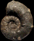 Pseudaspidoceras flexuosum
