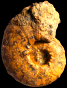 Pseudaspidoceras barberi