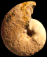 "Vascoceras" bulbosum