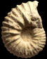 Calycoceras (Calycoceras) naviculare