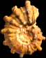 Douvilleiceras inaequinodum
