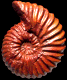 Pseudosonneratia jacobi-crassa (m)