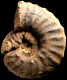 Pseudocalycoceras angolaense