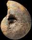 Nigericeras "kwayaensis"
