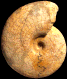 "Vascoceras" cauvini
