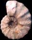 Calycoceras (Proeucalycoceras) guerangeri (M)
