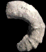 Romaniceras (Yubariceras) evolutum