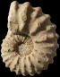 Romaniceras (Yubariceras) ornatissimum