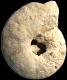 Pseudotissotia galliennei