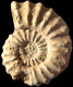 Protexanites (Protexanites) bourgeoisianus