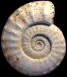 Peroniceras (Peroniceras) westphalicum