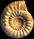 Kumatostephanus perjucundus