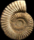 Coroniceras multicostatum
