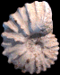 Romaniceras (Yubariceras) ornatissimum