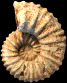 Calycoceras (Calycoceras) naviculare