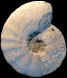Pseudotissotia galliennei