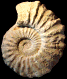 Sharpeiceras laticlavium