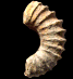 Calycoceras (Newboldiceras) annulatum